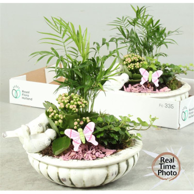 .Arr Kamerpl pot 28 35cm...