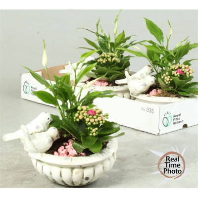 .Arr Kamerpl pot 23 25cm...