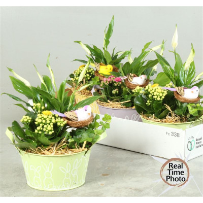 .Arr Kamerpl pot 17 35cm...