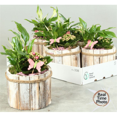 .Arr Kamerpl pot 17 30cm...