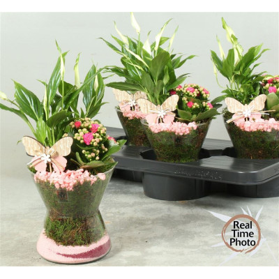 .Arr Kamerpl pot 16 30cm verre