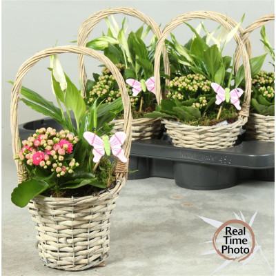 .Arr Kamerpl pot 15 35cm...