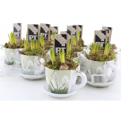 .Arr Muscari pot 11 18cm...