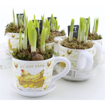 .Arr N Tete A Tete pot 14...