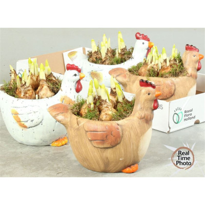 .Arr Narcissus pot 20 25cm...