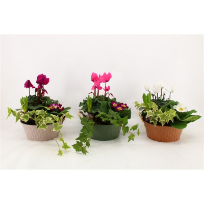 .Arr Perkpl pot 21 37cm zinc