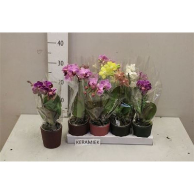 .Arr Phal 1 Tak pot 9 38cm...