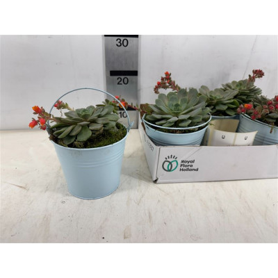 .Arr Succulenten pot 15...