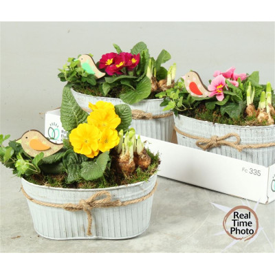 .Arr Tuinplanten pot 25...