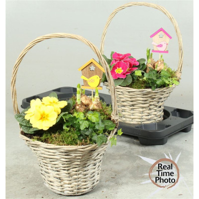 .Arr Tuinplanten pot 24...