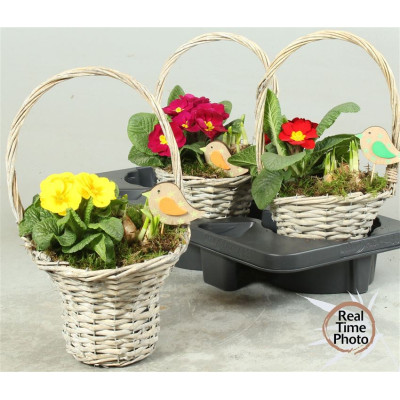 .Arr Tuinplanten pot 18...