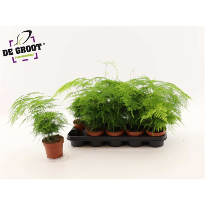 .Aspar Setaceus pot 12 35cm