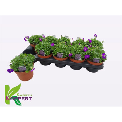 .Aubr Gracilis Kitte pot 12...