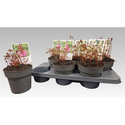 .Astilb Gem 2 Kl pot 15 25cm