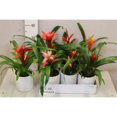 .Bromelia Gem pot 12 35cm...