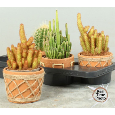 .Cactus Gem pot 12 25cm cera