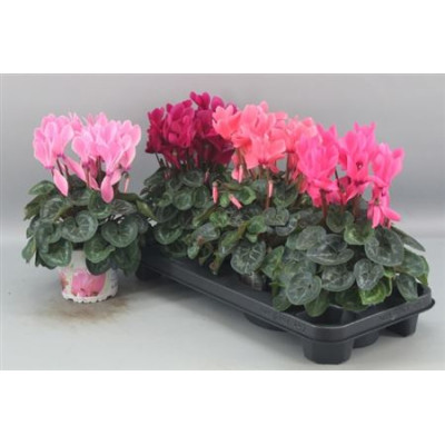 .Cycl Gr Sup Xl pot 13 27cm