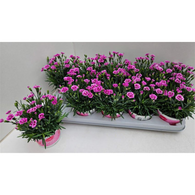 .Dian Di Pink Kisses pot 12...