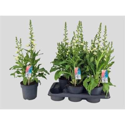 .Digi Pu Hanabee Whi pot 17...