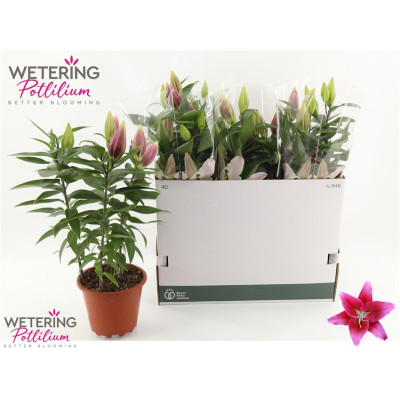 .Lil Or Sunny Keys pot 19 60cm