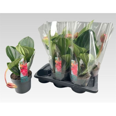 .Medin Mag Flamenco pot 17...