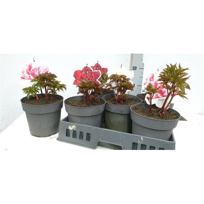 .Paeonia H.hybrid Gem pot...