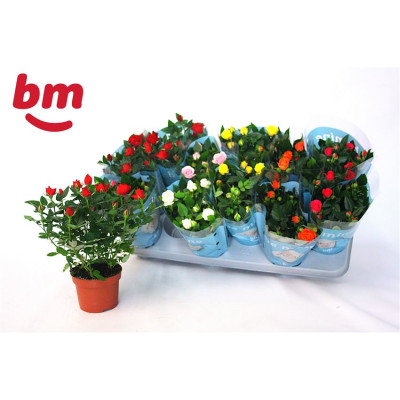 .Ro B Monde Gem 7 Srt pot...