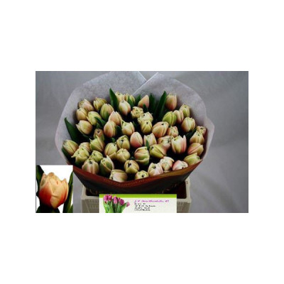 TULIPE DOUBLE SAMBUCA