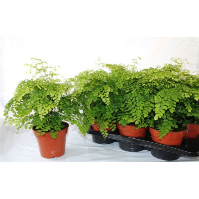 .Adian Rad Fragrans pot 17...