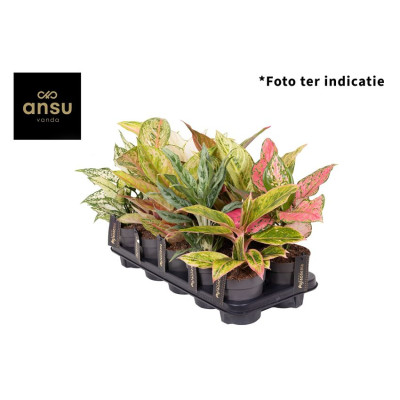 .Aglao Ov pot 12 30cm