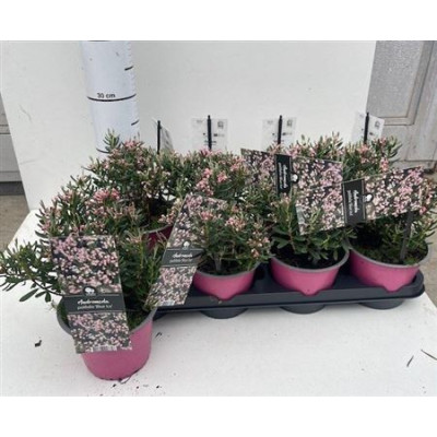 .Androm Po Blue Ice pot 14...