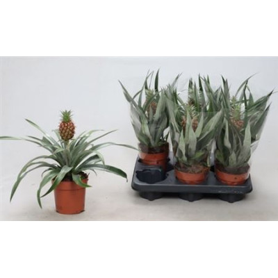 .Ananas Rosita pot 12 30cm
