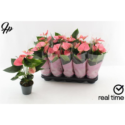 .Anthu An Sweet Dream pot...