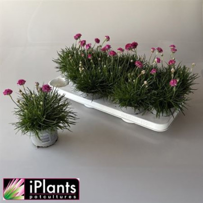 .Arme Mar Armada Rose pot...