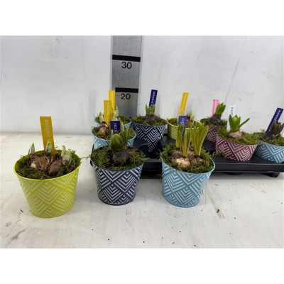 .Arr Bol Knolgewas pot 12...