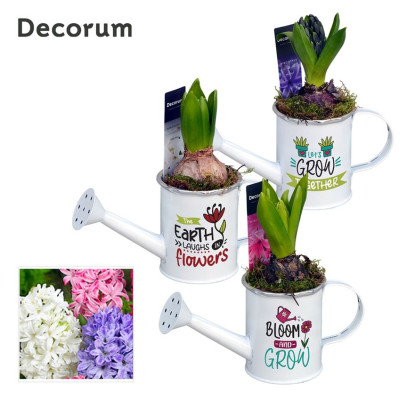 .Arr Hyacinth pot 8 220cm...