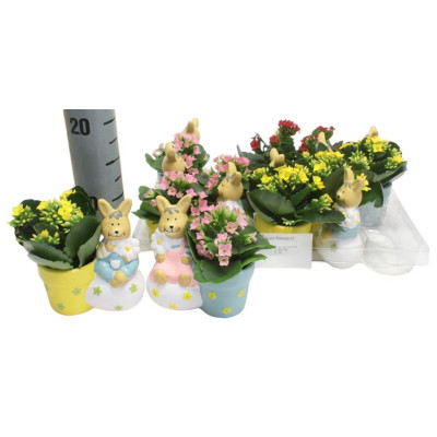 .Arr Kalanchoe pot 9 15cm...