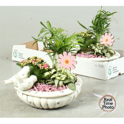 .Arr Kamerpl pot 28 35cm...