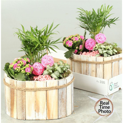 .Arr Kamerpl pot 26 35cm...