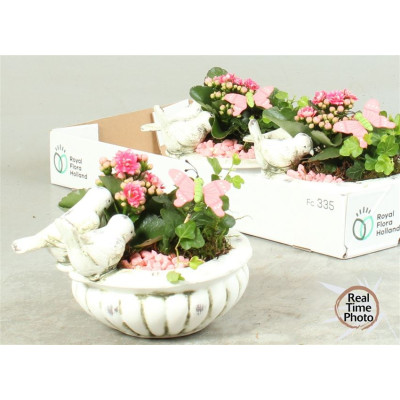 .Arr Kamerpl pot 23 25cm...