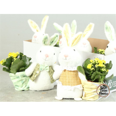 .Arr Kamerpl pot 9 lapin...