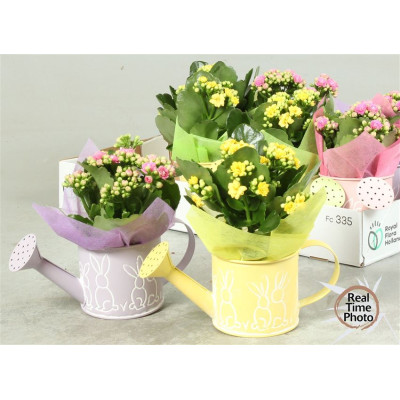 .Arr Kamerpl pot 10 25cm...