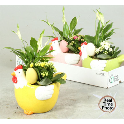 .Arr Kamerpl pot 20 35cm poule