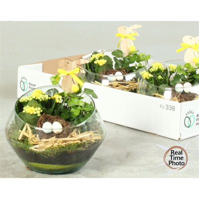 .Arr Kamerpl pot 20 25cm verre