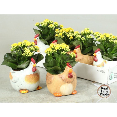 .Arr Kamerpl pot 16 25cm poule