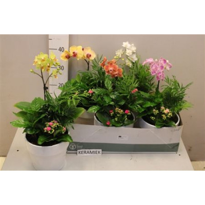 .Arr Kamerpl Bloei pot 20...