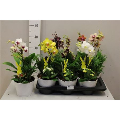 .Arr Kamerpl Bloei pot 17...