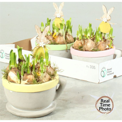 .Arr Narcissus pot 19 25cm...