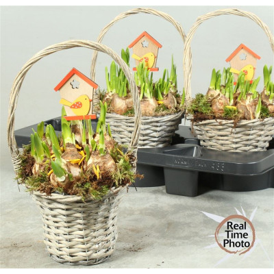 .Arr Narcissus pot 18 40cm...