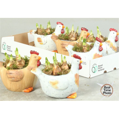 .Arr Narcissus pot 17 25cm...